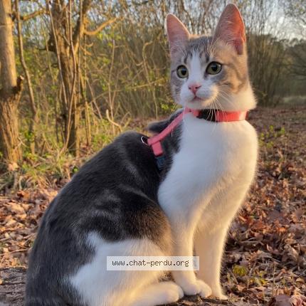 Photo 1/1 Nour Chat perdu à Etaples