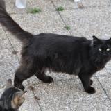 Photo de chat perdu à Andresy