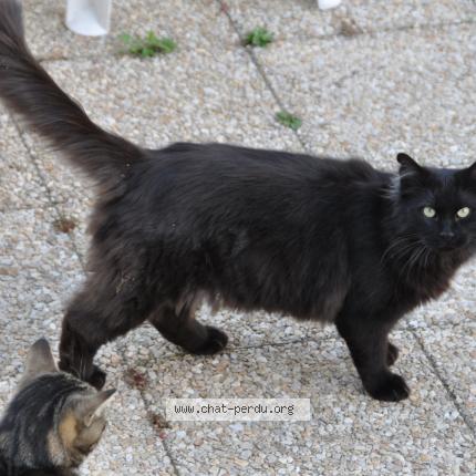 Photo 1/1 Chat retrouvé Perdu à Andresy