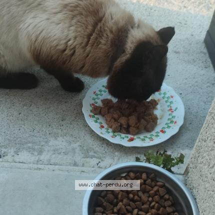 Photo 1/1 Chat retrouvé Perdu à Perros Guirec