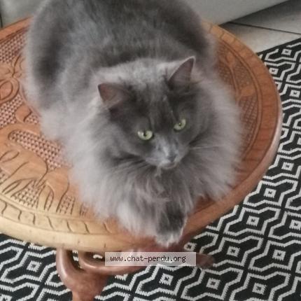 Photo 1/1 Athéna Chat perdu à Ver sur laurette