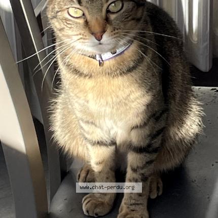 Photo 1/1 Louna Chat perdu à Allonnes