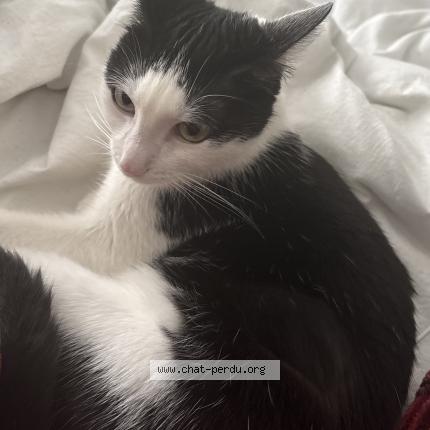 Photo de chat perdu à Vienne