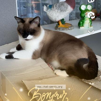 Photo 1/3 EVA Chat perdu à Beziers