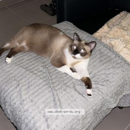 Photo 2/3 EVA Chat perdu à Beziers