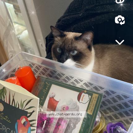 Photo 3/3 EVA Chat perdu à Beziers