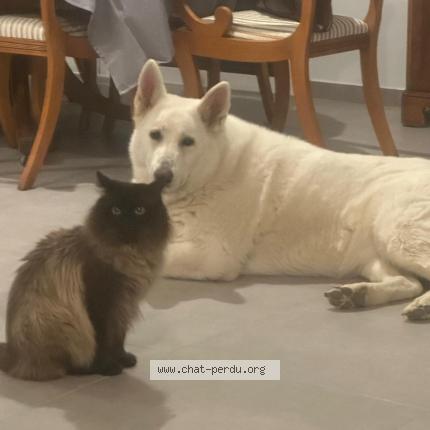 Photo 1/2 Fatima Gross Chat perdu à Saint louis
