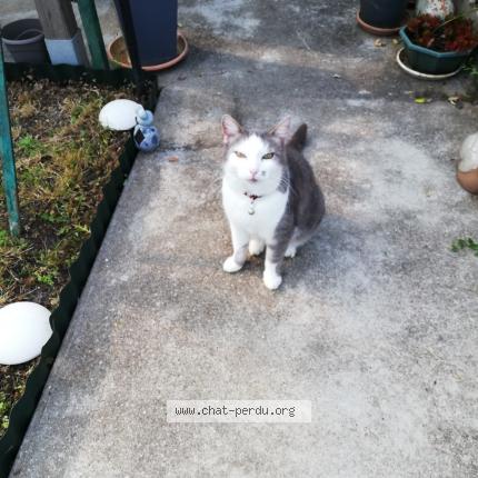 Photo de chat perdu à Descartes