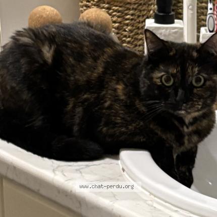 Photo de chat perdu à La Poueze