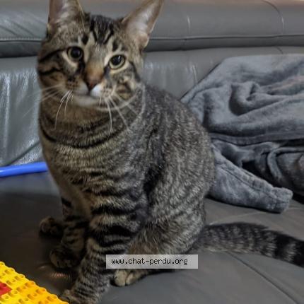 Photo de chat perdu à Mauves Sur Loire