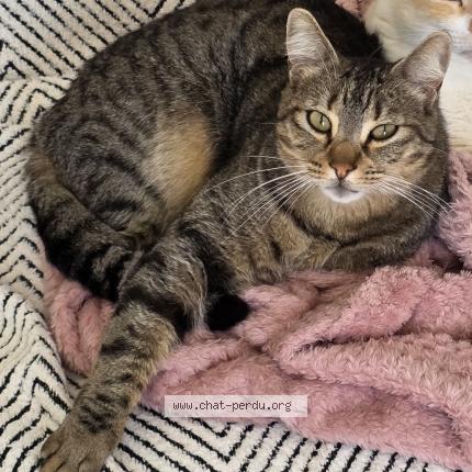 Photo 1/1 Simba Chat perdu à Ouveillan