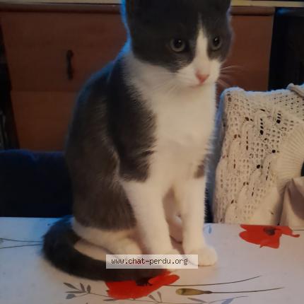 Photo de chat perdu à Villepinte