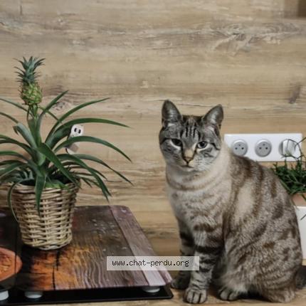 Photo 1/1 Croquettes Chat perdu à Granges sur vologne