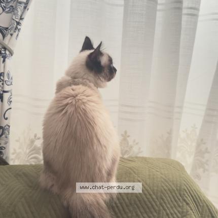Photo de chat perdu à Sarcelles