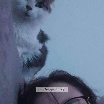 Photo 1/1 Po Chat perdu à Hirson