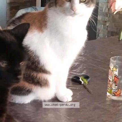 Photo 1/1 Naya Chat perdu à Challuy