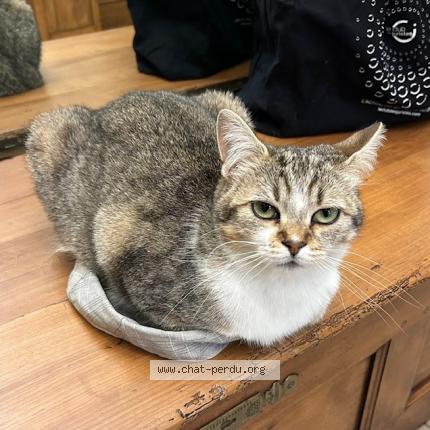 Photo de chat perdu à Bry Sur Marne