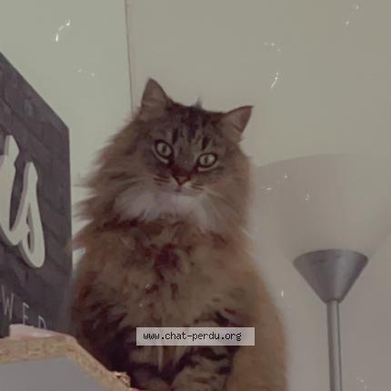 Photo de chat perdu à La Turballe