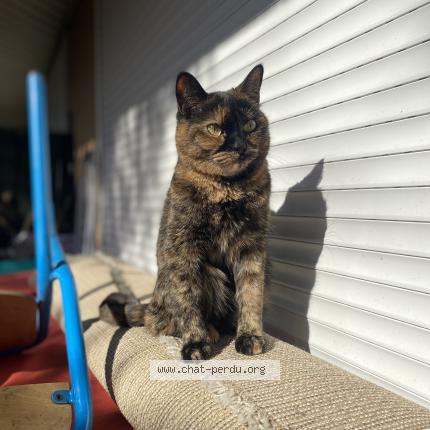 Photo 1/1 moumouss Chat perdu à Verrieres le buisson