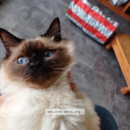 Photo de chat perdu à Quint Fonsegrives