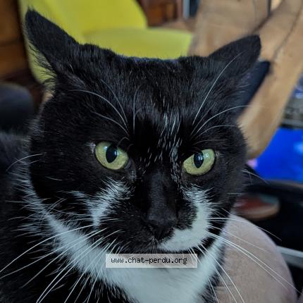 Photo de chat perdu à Le Minihic Sur Rance