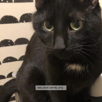 Photo de chat perdu à Paris