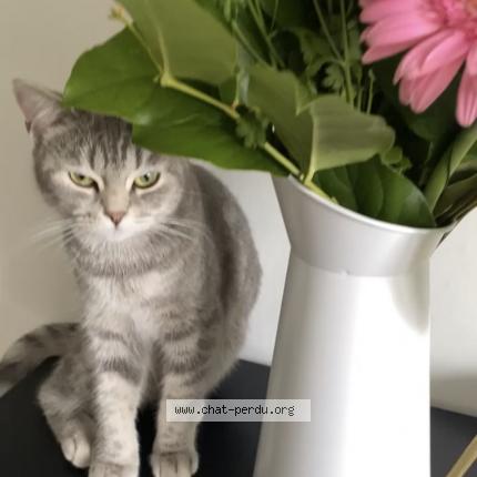 Photo 1/1 Miyomi Chat perdu à Strasbourg