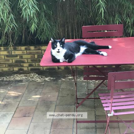 Photo 1/2 Cesar Chat perdu à Le pre saint gervais