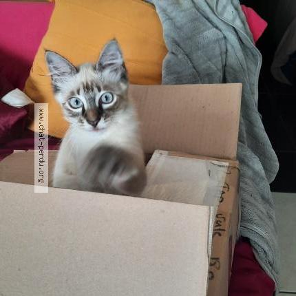 Photo 1/1 Rallye Chat perdu à Saint joseph