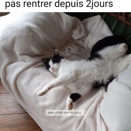 Photo 1/1 Mimi Chat perdu à Hunawihr