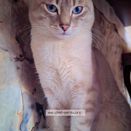 Photo 1/1 Chems Chat perdu à Saint etienne du rouvray