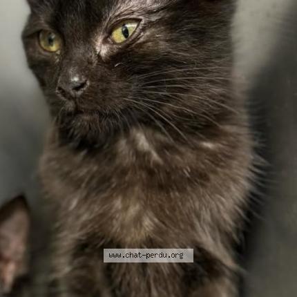 Photo 1/1 Vodka Chat perdu à Cosse le vivien