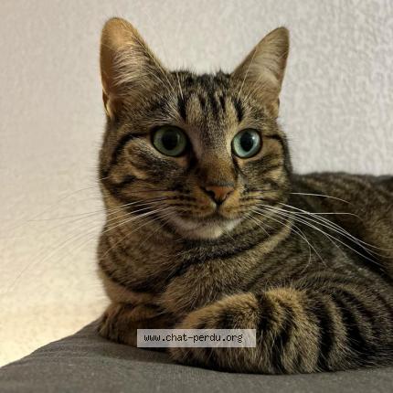 Photo de chat perdu à Bruges