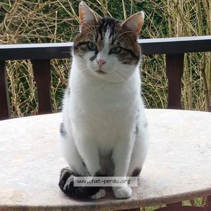 Photo 1/1 FRIPOUILLE Chat perdu à Longeville les saint avold