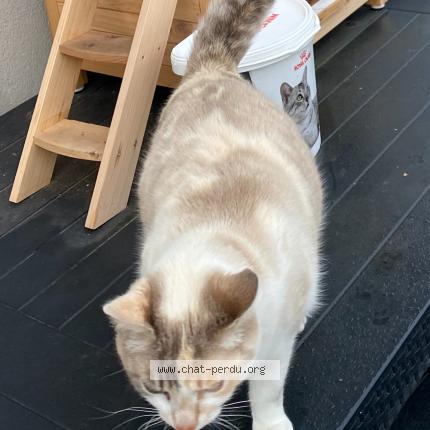 Photo 1/1 Teresita Chat perdu à Vaires sur marne