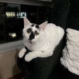 Photo de chat perdu à Punggol Place Coralinus