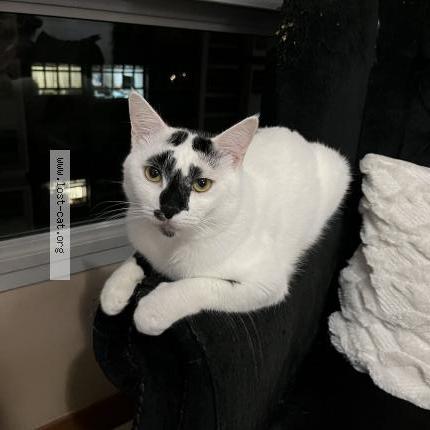 Photo 1/1 Oreo Chat perdu à Punggol place coralinus