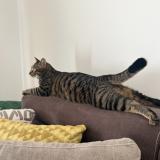 Photo de chat perdu à Le Mesnil Saint Denis