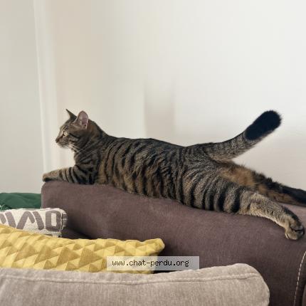 Photo 1/1 Chat retrouvé Perdu à Le Mesnil Saint Denis