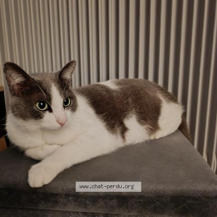 Photo 1/1 Cookie Chat perdu à Bon encontre