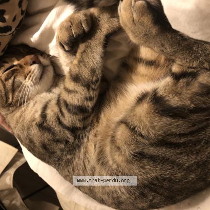 Photo de chat perdu à Agen