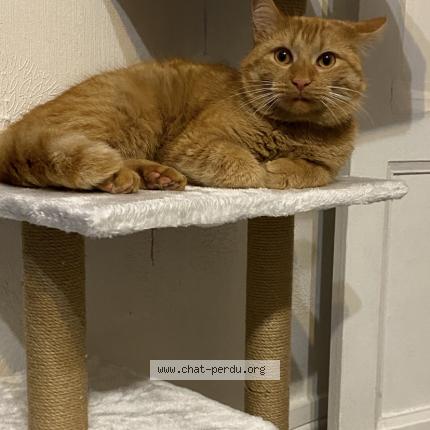 Photo de chat perdu à Grenoble