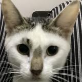 Photo de chat perdu à Nairobi