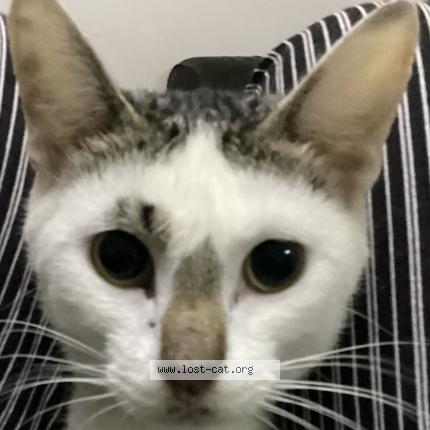 Photo 1/1 Winnie Chat perdu à Nairobi