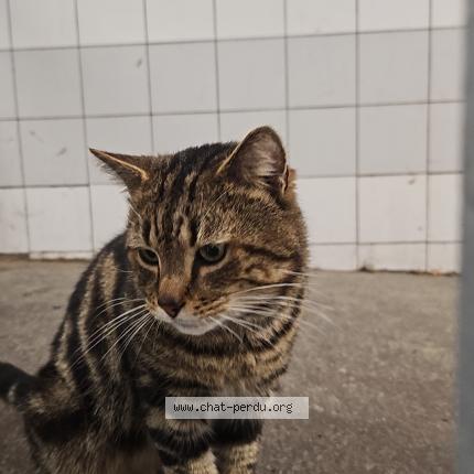 Photo de chat trouvé à Gentilly