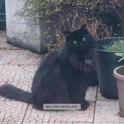 Photo 1/1 Chat retrouvé Perdu à Dunkerque