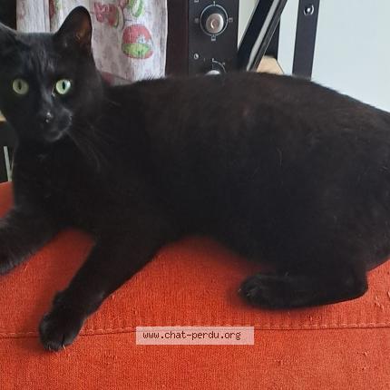 Photo 1/1 Chat retrouvé Perdu à Sautron