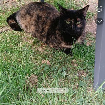 Photo 1/1 Lala Chat perdu à Croix