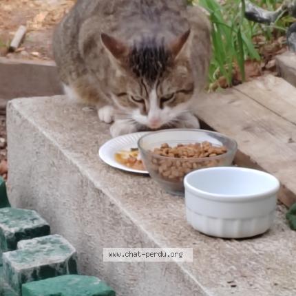 Photo 1/1 Chat retrouvé Perdu à Saint forget