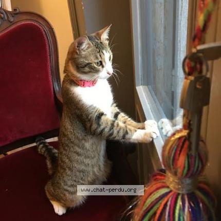 Photo de chat trouvé à Montpellier